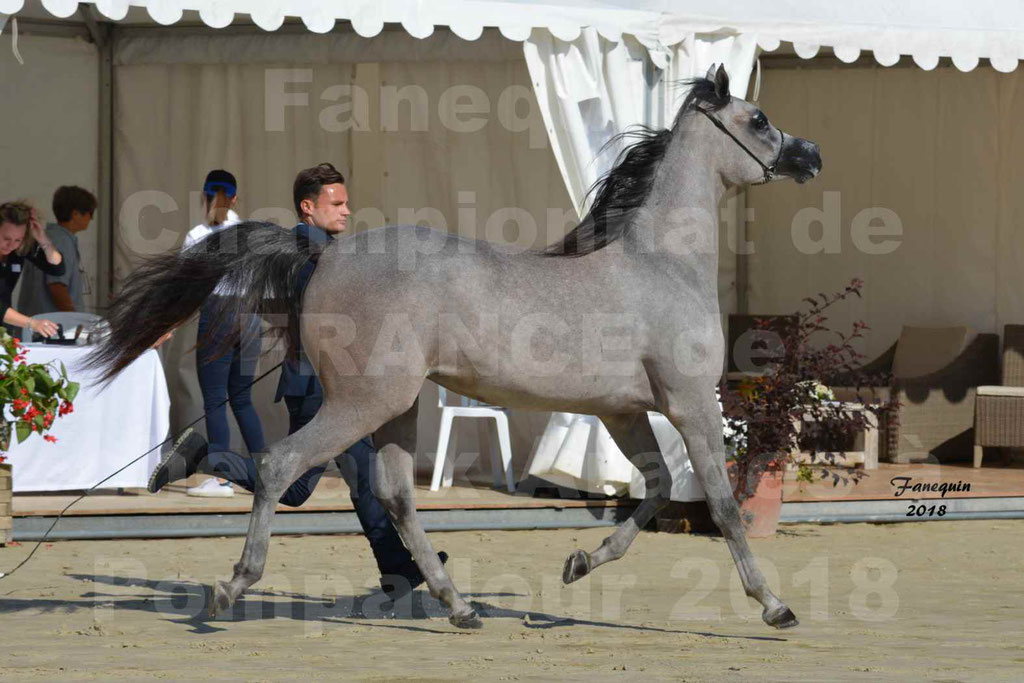 Championnat de FRANCE de chevaux Arabes à Pompadour en 2018 - SANIA DU CAYRON - Notre Sélection - 31