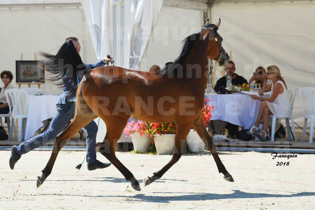 Championnat de FRANCE de chevaux Arabes à Pompadour en 2018 - BO AS ALEXANDRA - Notre Sélection - 01