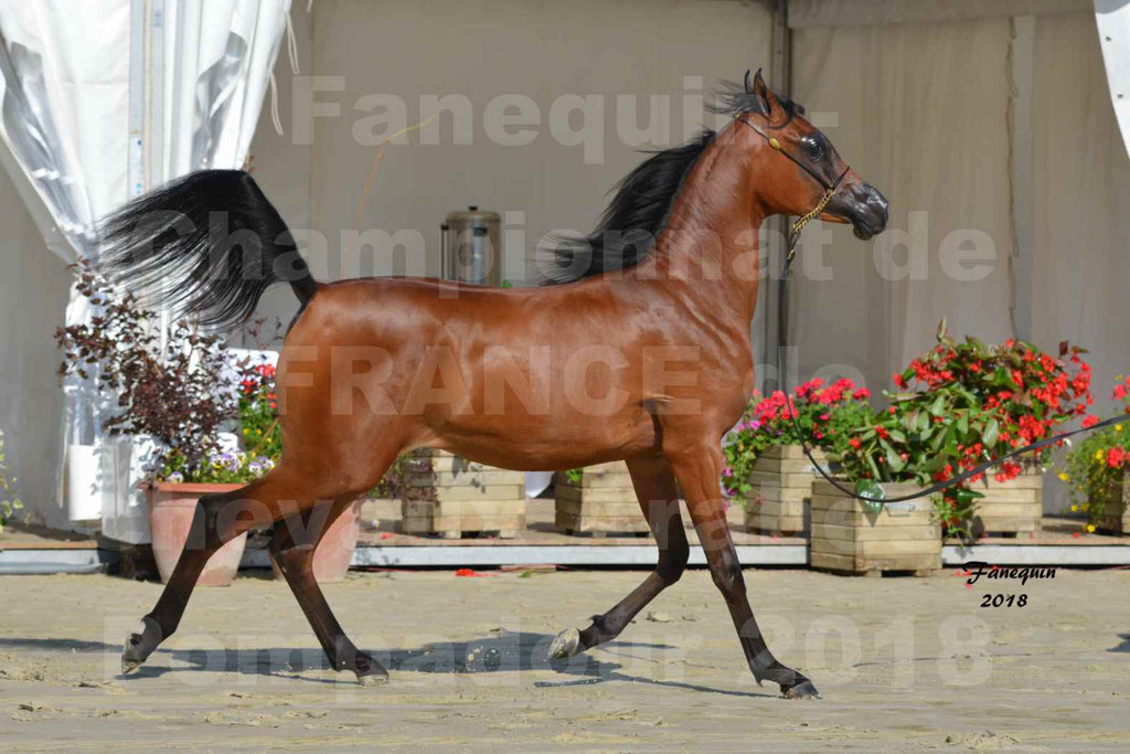 Championnat de FRANCE de chevaux Arabes à Pompadour en 2018 - BO AS ALEXANDRA - Notre Sélection - 30