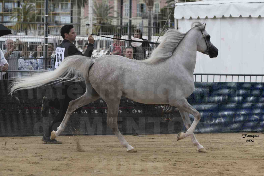 Championnat du pur-sang arabe de la Méditerranée et des pays arabes - MENTON 2016 - JALAL AL JASSIMYA - Notre Sélection - 08