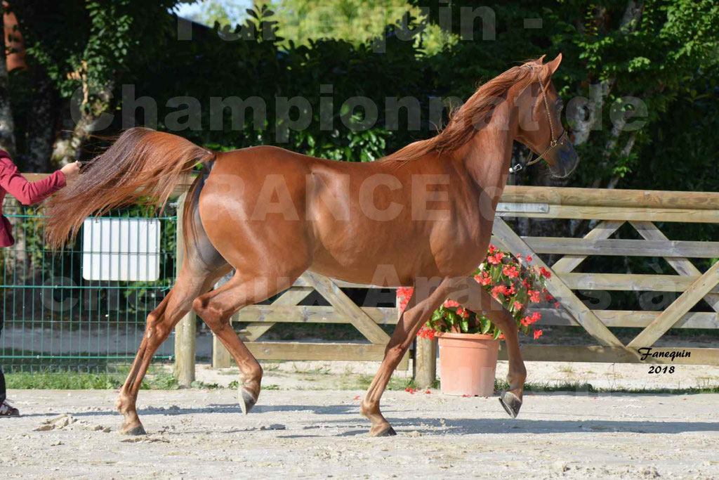 Championnat de FRANCE de chevaux Arabes à Pompadour 2018 - MAAMAR ISHANE - Notre Sélection - 12