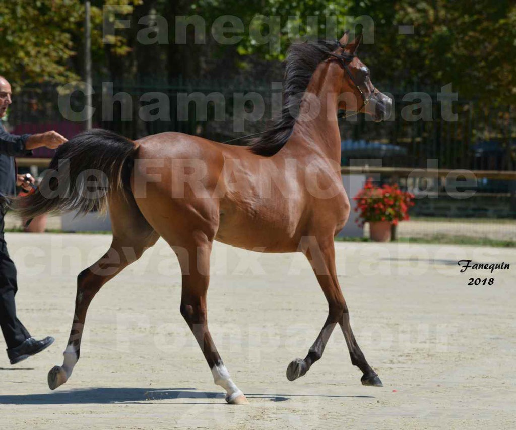 Championnat de FRANCE des chevaux Arabes à Pompadour en 2018 - SH CHARISMA - Notre Sélection - 31