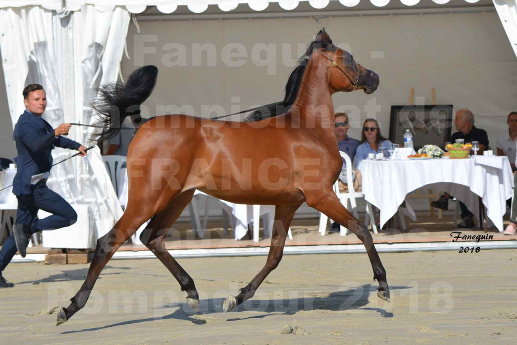 Championnat de FRANCE de chevaux Arabes à Pompadour en 2018 - BO AS ALEXANDRA - Notre Sélection - 21