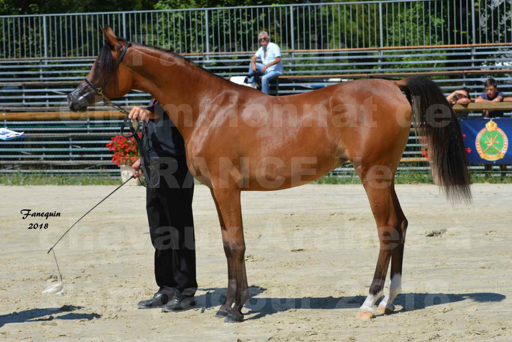 Championnat de FRANCE des chevaux Arabes à Pompadour en 2018 - SH CHARISMA - Notre Sélection - 34