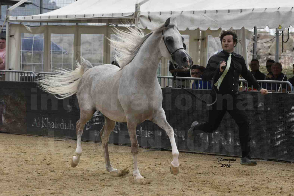 Championnat du pur-sang arabe de la Méditerranée et des pays arabes - MENTON 2016 - JALAL AL JASSIMYA - Notre Sélection - 11