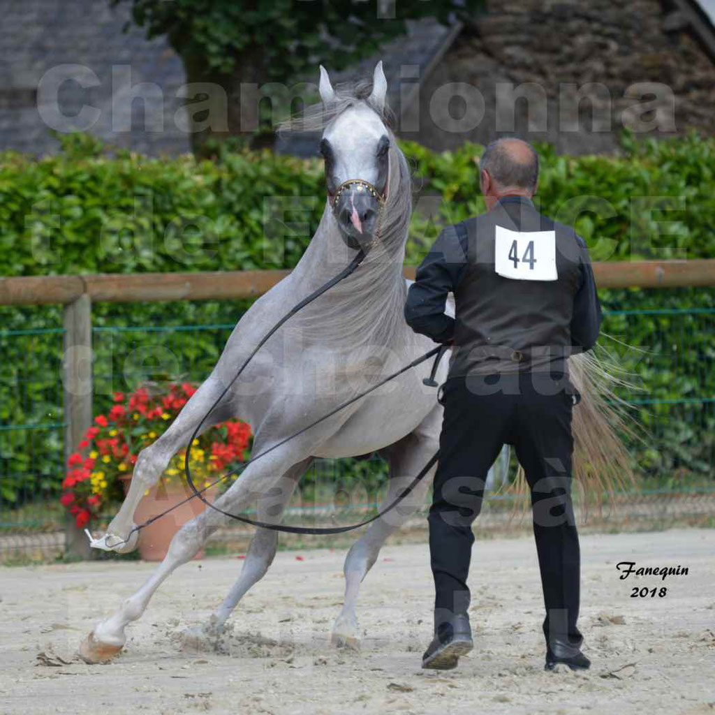 Championnat de FRANCE de chevaux Arabes à Pompadour en 2018 - SH CHAGALL - Notre Sélection - 11
