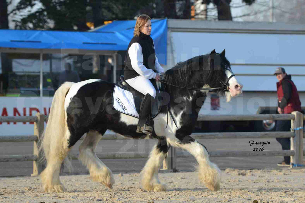 Cheval Passion 2016 - IRISH COB - monté par une cavalière - 03