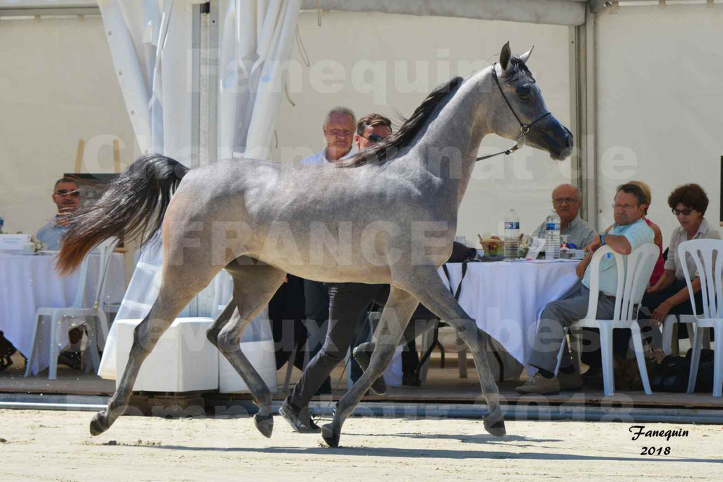Championnat de FRANCE de chevaux Arabes à Pompadour en 2018 - SANIA DU CAYRON - Notre Sélection - 01