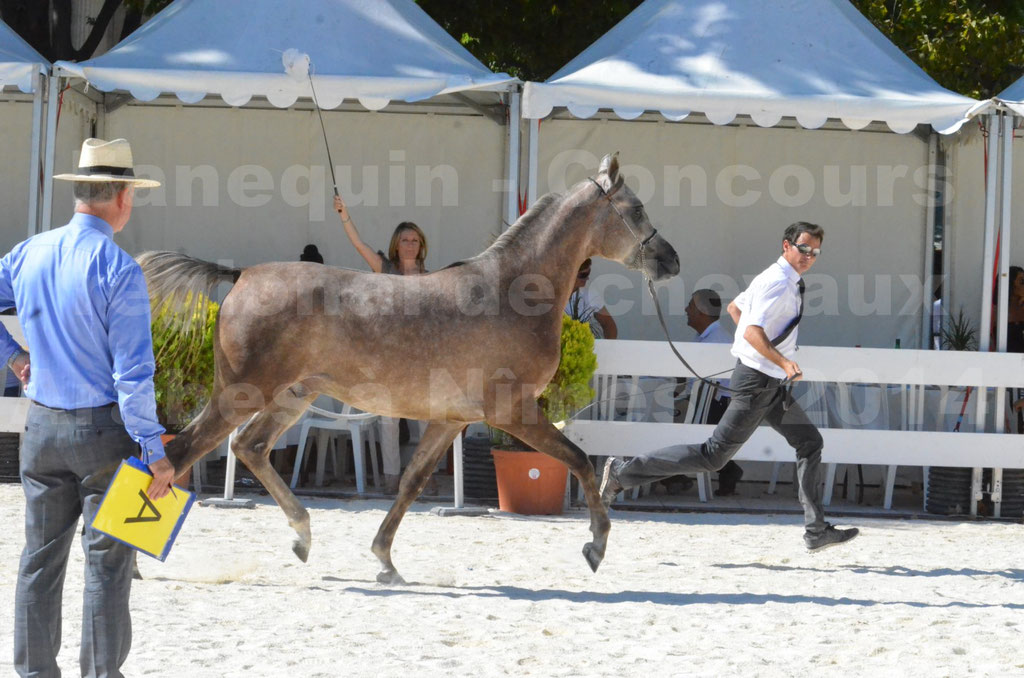 Concours régional de Nîmes de chevaux Arabes - 2014 - CHEM'S PHARAON - 03