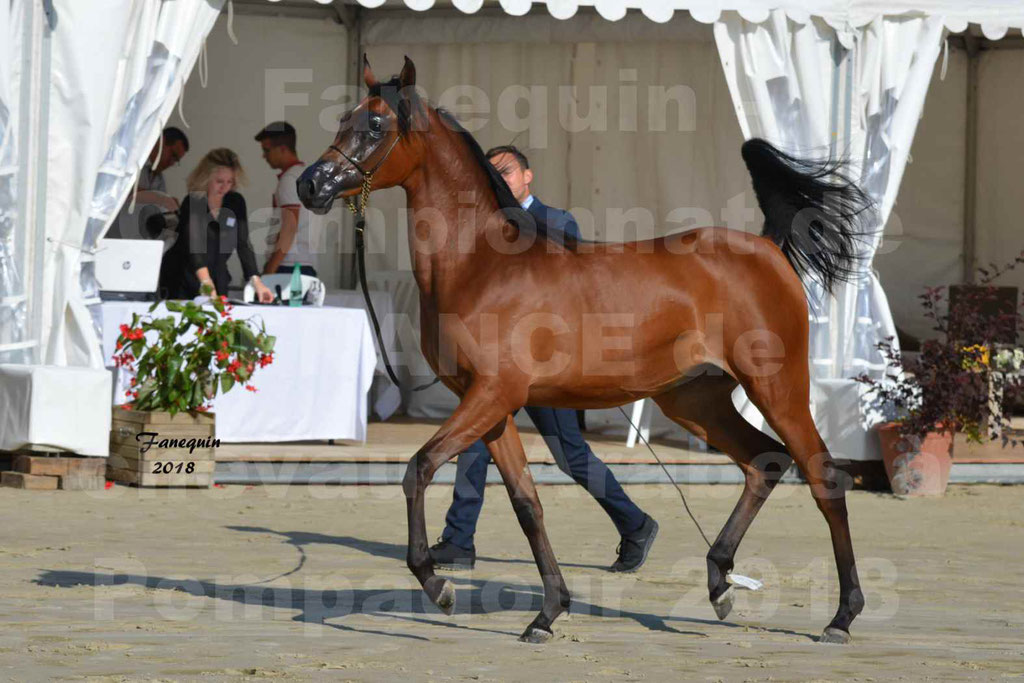 Championnat de FRANCE de chevaux Arabes à Pompadour en 2018 - BO AS ALEXANDRA - Notre Sélection - 24