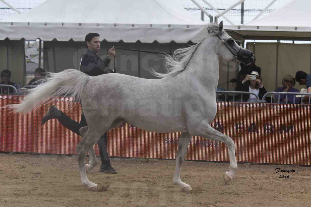 Championnat du pur-sang arabe de la Méditerranée et des pays arabes - MENTON 2016 - JALAL AL JASSIMYA - Notre Sélection - 03