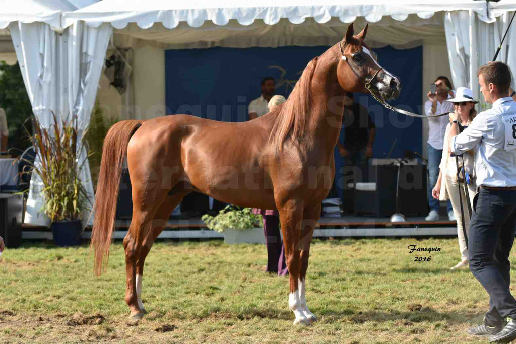 International Arabian Horse Show B de VICHY 2016 - DZHARI NUNKI - Notre Sélection - 44