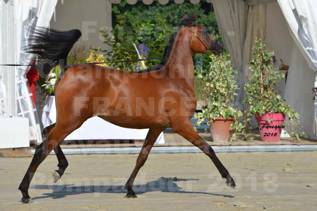 Championnat de FRANCE de chevaux Arabes à Pompadour en 2018 - BO AS ALEXANDRA - Notre Sélection - 23