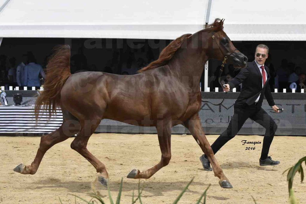 Championnat du Pur-Sang Arabe de la Méditerranée et des pays Arabes - MENTON 2016 - FAKHR AL KHALEDIAH - C 133