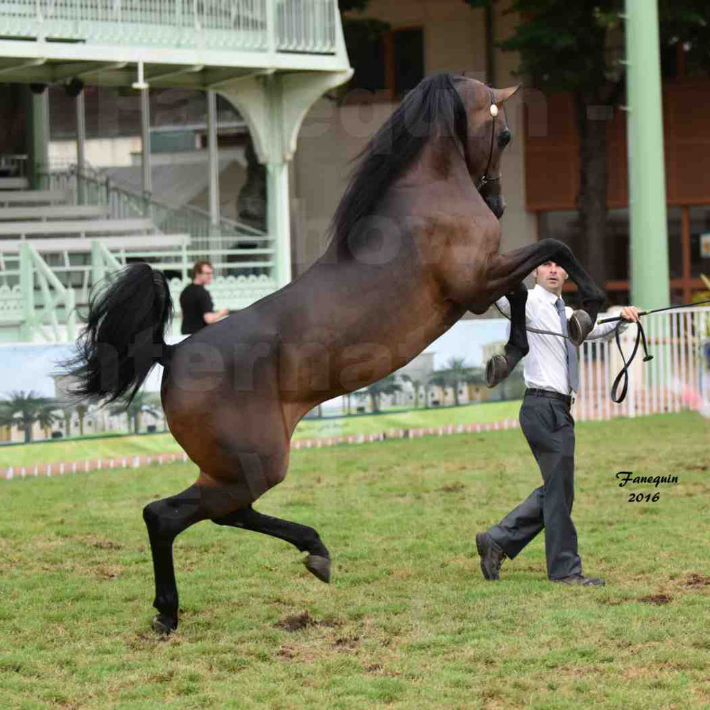 International Arabian Horse Show B de VICHY 2016 - MILLIAR - Notre Sélection - "Cabrages" - 3