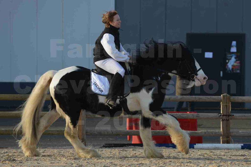 Cheval Passion 2016 - IRISH COB - monté par une cavalière - 11