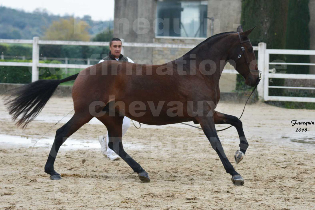 Confirmation de chevaux LUSITANIENS aux Haras d'UZES Novembre 2018 - LISBOA DU BOUSQUET - 2