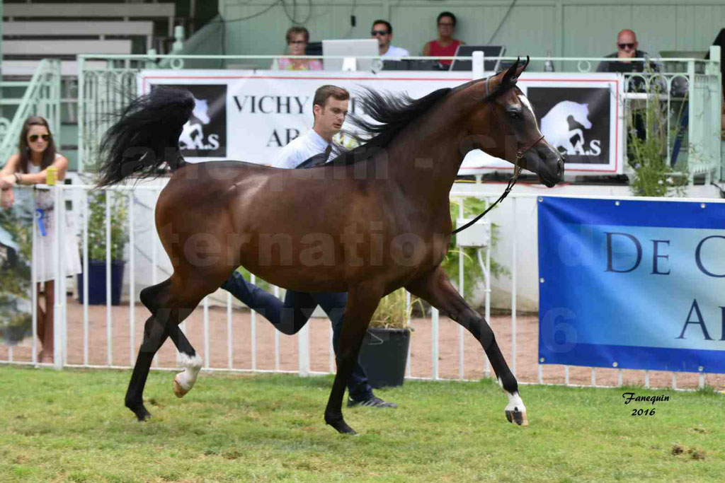 International Arabian Horse Show B de VICHY 2016 - ESMAELIA AL HEVAN - Notre Sélection - 07