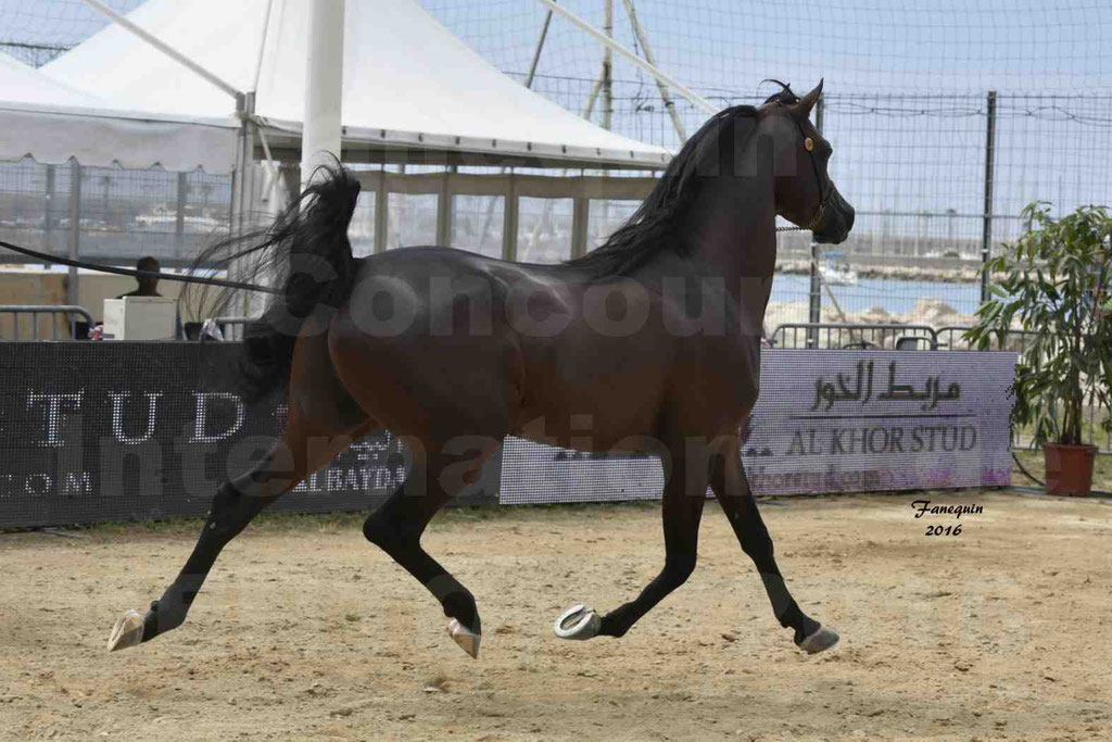 Championnat du pur-sang arabe de la Méditerranée et des pays arabes - MENTON 2016 - EKS ALIHANDRO - Notre Sélection - 17