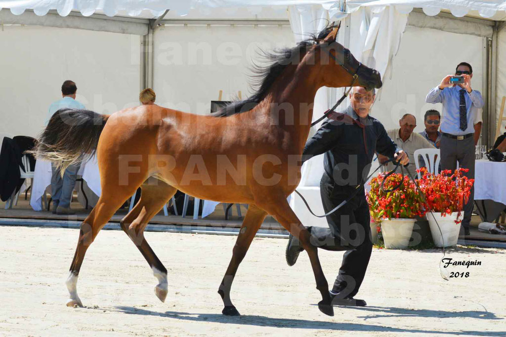 Championnat de FRANCE des chevaux Arabes à Pompadour en 2018 - SH CHARISMA - Notre Sélection - 12