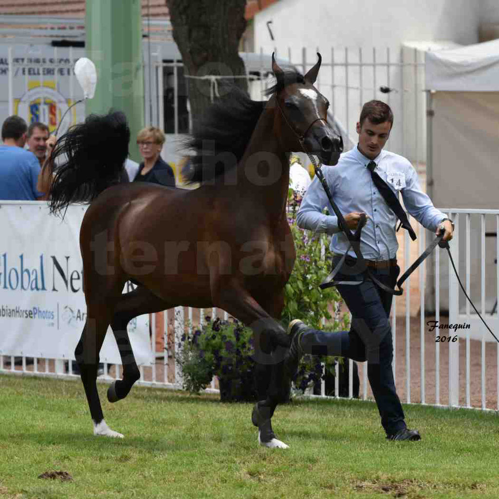 International Arabian Horse Show B de VICHY 2016 - ESMAELIA AL HEVAN - Notre Sélection - 01