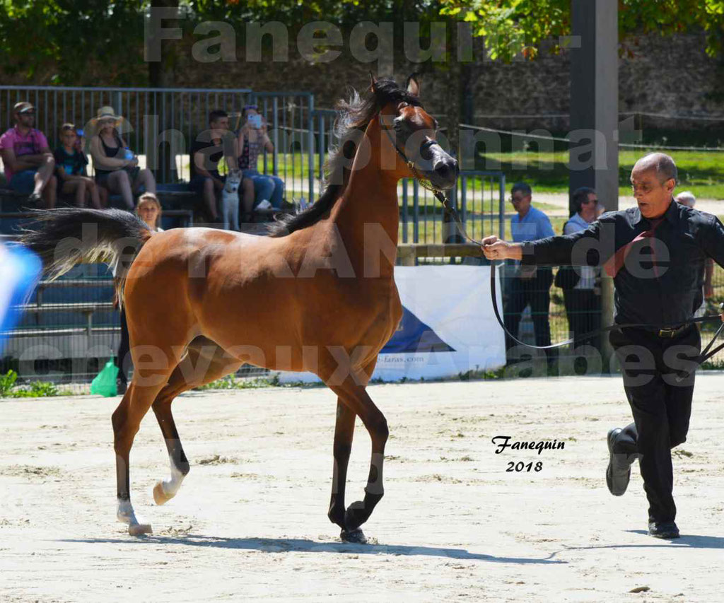 Championnat de FRANCE des chevaux Arabes à Pompadour en 2018 - SH CHARISMA - Notre Sélection - 07