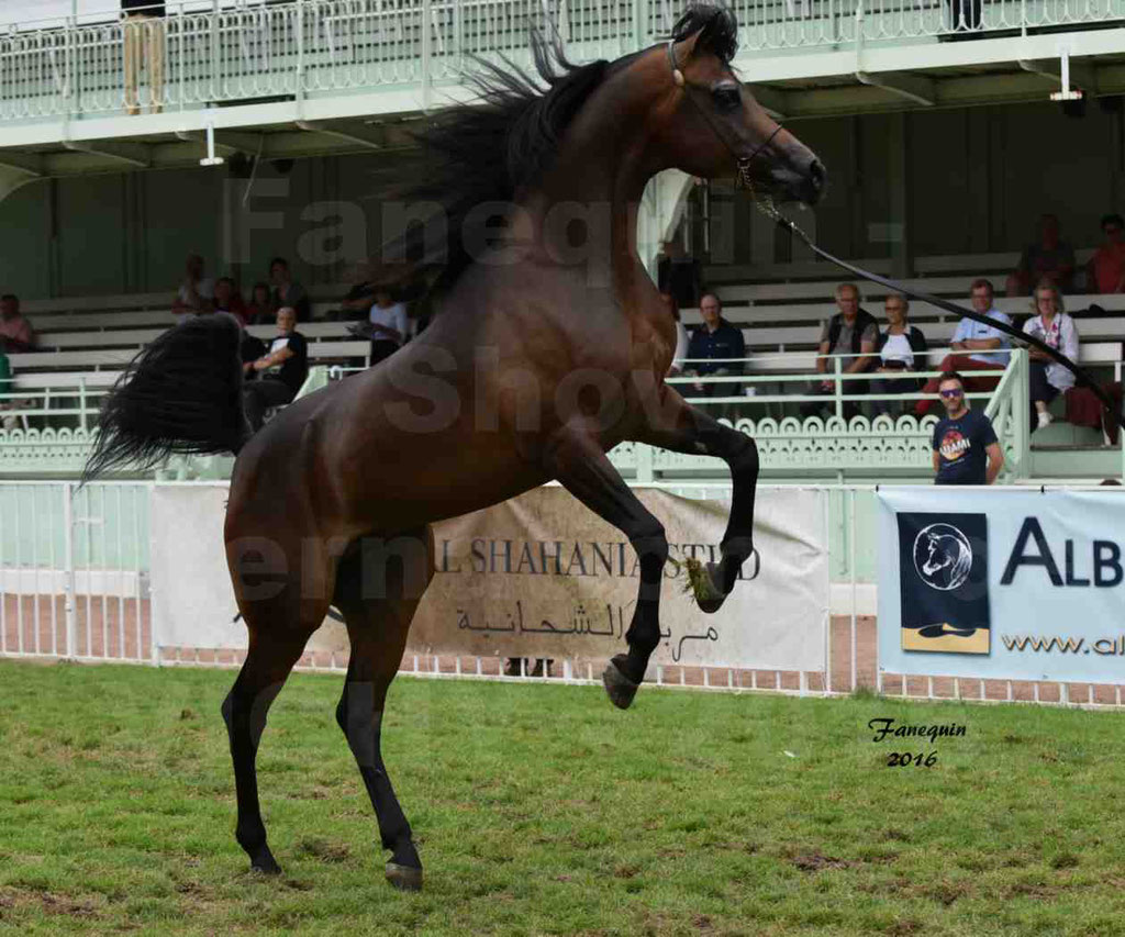 International Arabian Horse Show B de VICHY 2016 - MILLIAR - Notre Sélection - "Cabrages" - 1