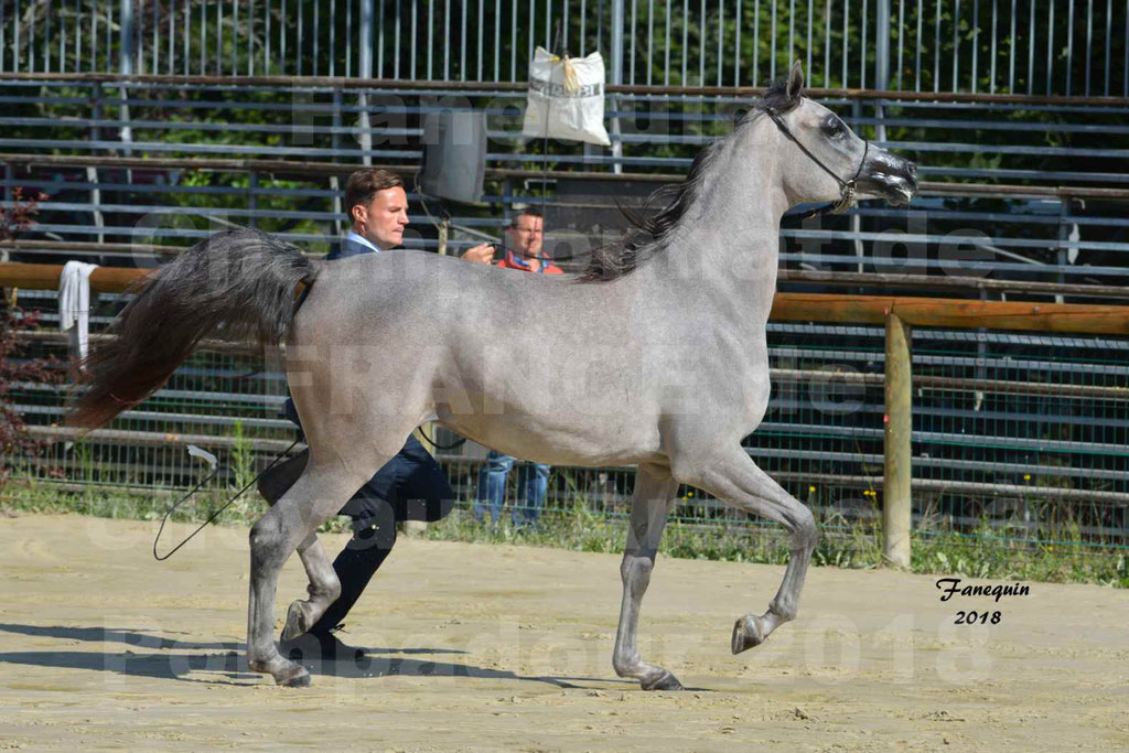 Championnat de FRANCE de chevaux Arabes à Pompadour en 2018 - SANIA DU CAYRON - Notre Sélection - 33