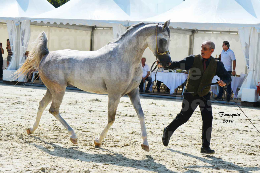 Championnat de FRANCE de chevaux Arabes à Pompadour en 2018 - SH CHAGALL - Notre Sélection - 02