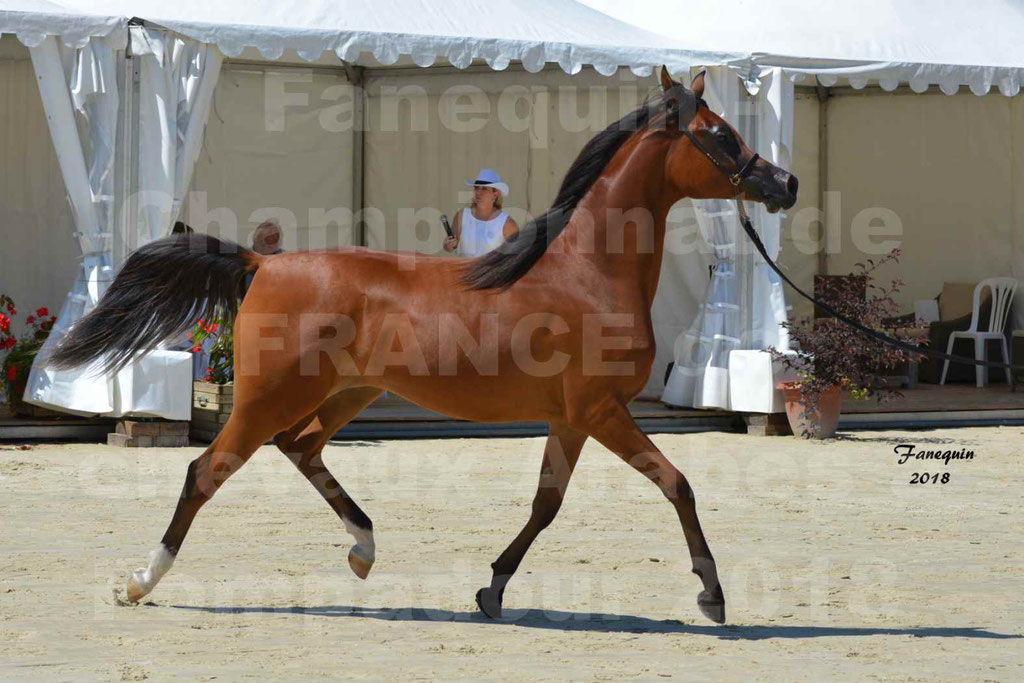 Championnat de FRANCE des chevaux Arabes à Pompadour en 2018 - SH CHARISMA - Notre Sélection - 17