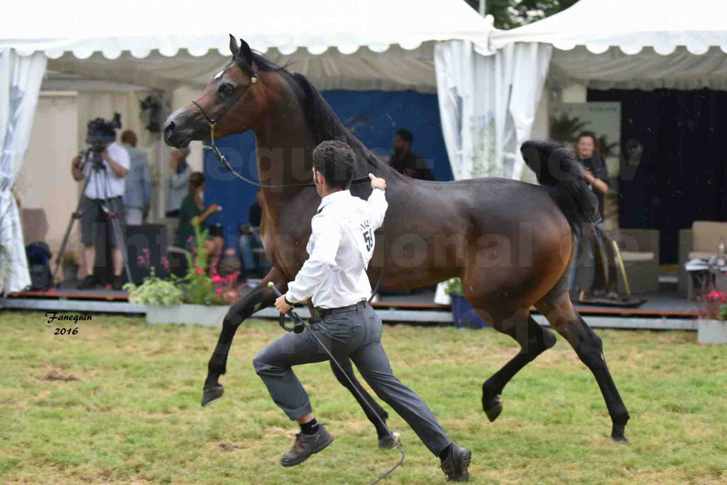 International Arabian Horse Show B de VICHY 2016 - MILLIAR - Notre Sélection - 34