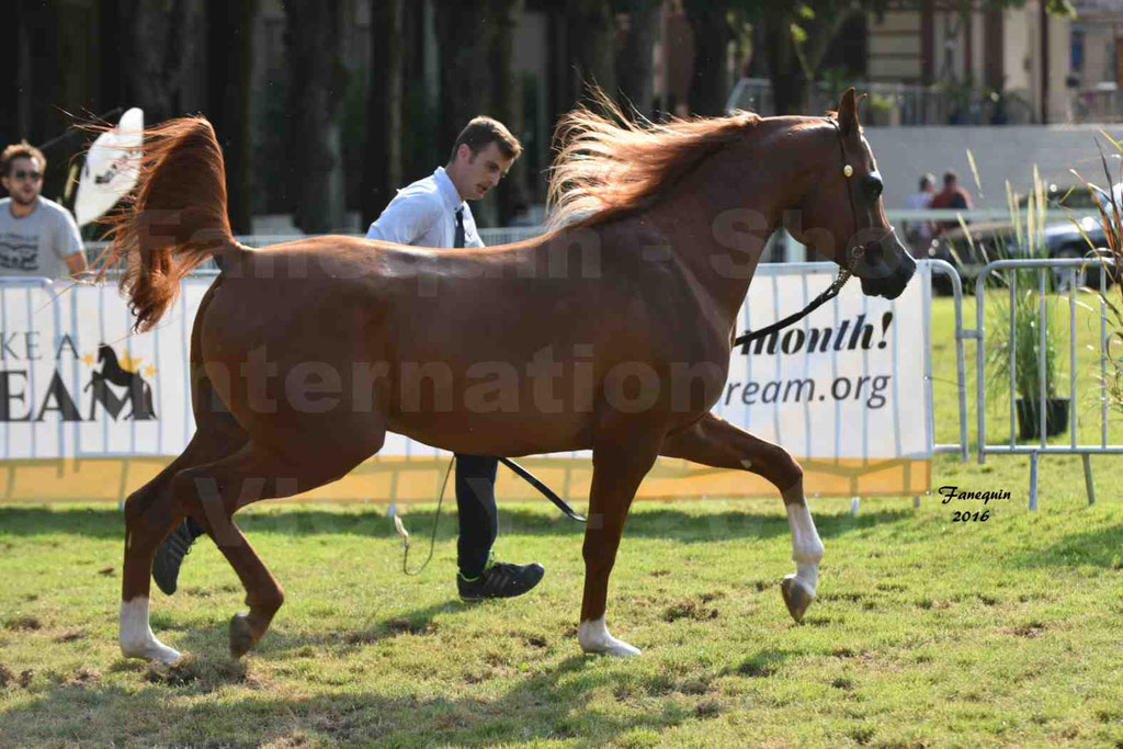 International Arabian Horse Show B de VICHY 2016 - DZHARI NUNKI - Notre Sélection - 34