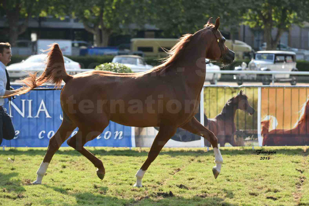 International Arabian Horse Show B de VICHY 2016 - DZHARI NUNKI - Notre Sélection - 38