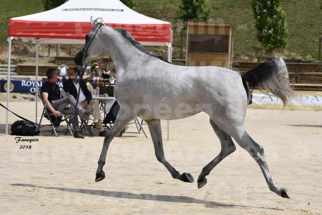 Concours Européen de chevaux Arabes à Chazey sur Ain 2018 - FATIN ALBIDAYER - Notre Sélection - 11