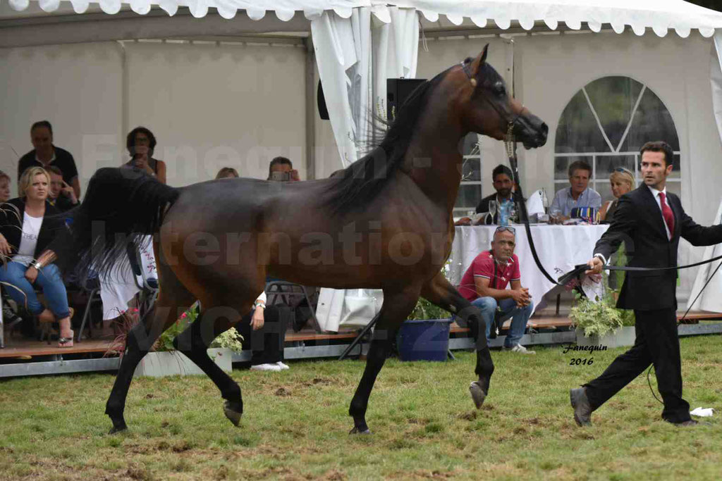 International Arabian Horse Show B de VICHY 2016 - MILLIAR - Notre Sélection - 10