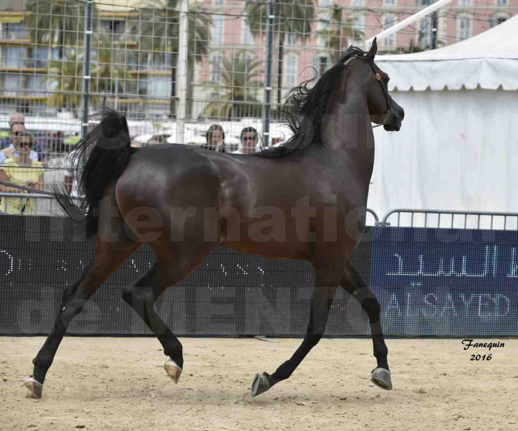 Championnat du pur-sang arabe de la Méditerranée et des pays arabes - MENTON 2016 - EKS ALIHANDRO - Notre Sélection - 25