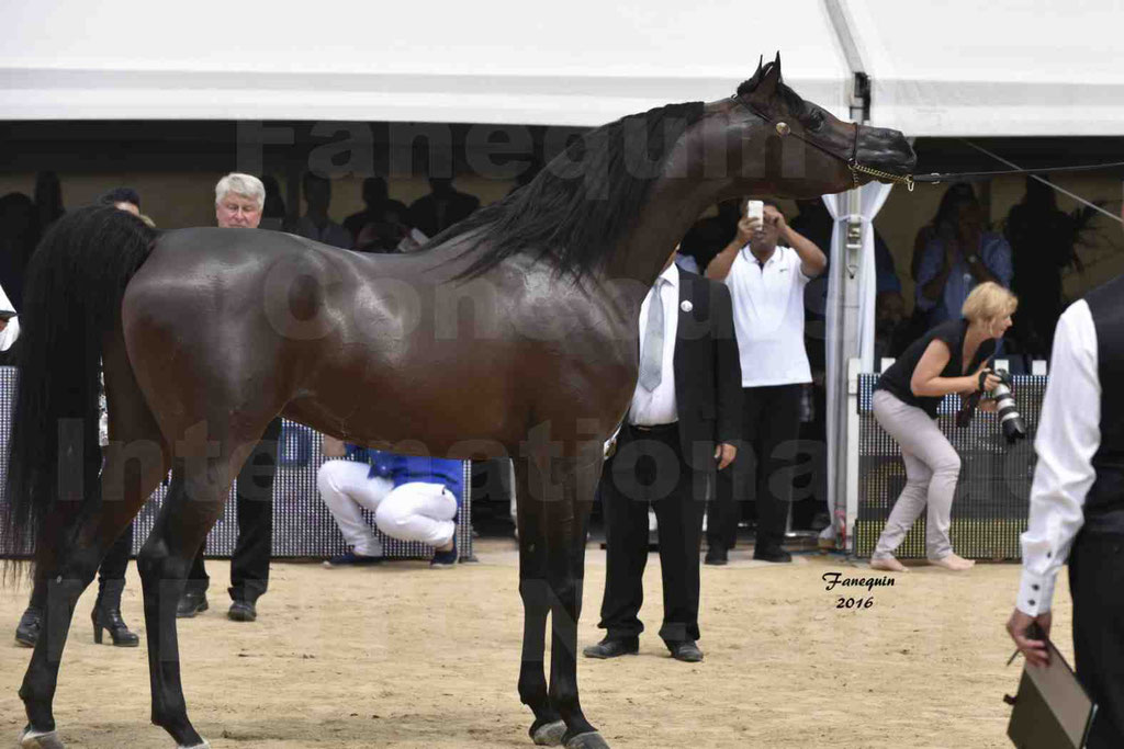 Championnat du pur-sang arabe de la Méditerranée et des pays arabes - MENTON 2016 - EKS ALIHANDRO - Notre Sélection - 32