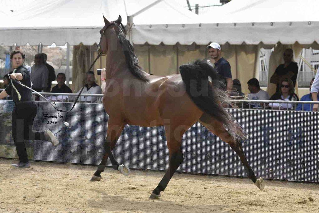 Championnat du pur-sang arabe de la Méditerranée et des pays arabes - MENTON 2016 - GHAZWAN AL JASSIMYA - Notre Sélection - 03