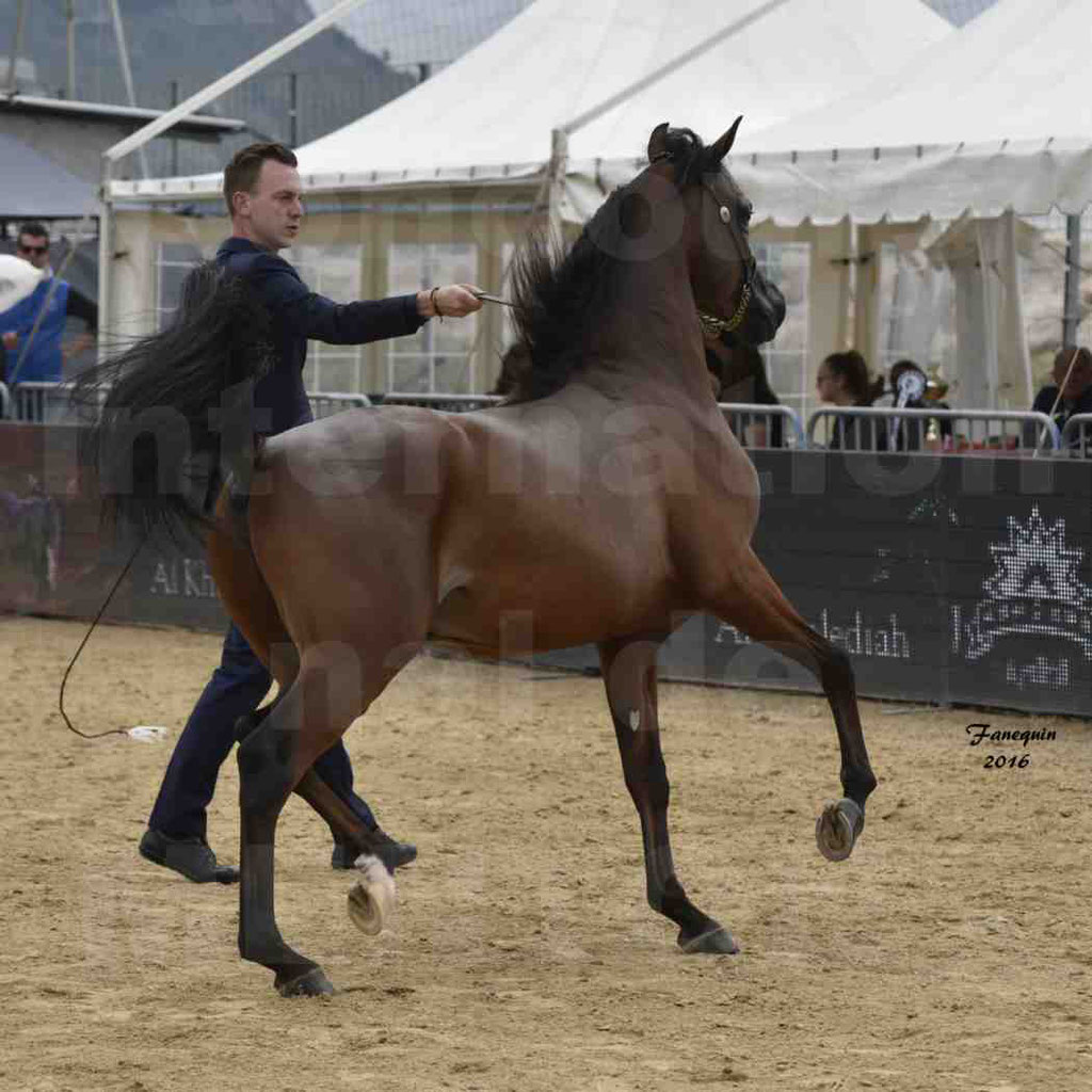 Championnat du pur-sang arabe de la Méditerranée et des pays arabes - MENTON 2016 - LUIGI - Notre Sélection - 03