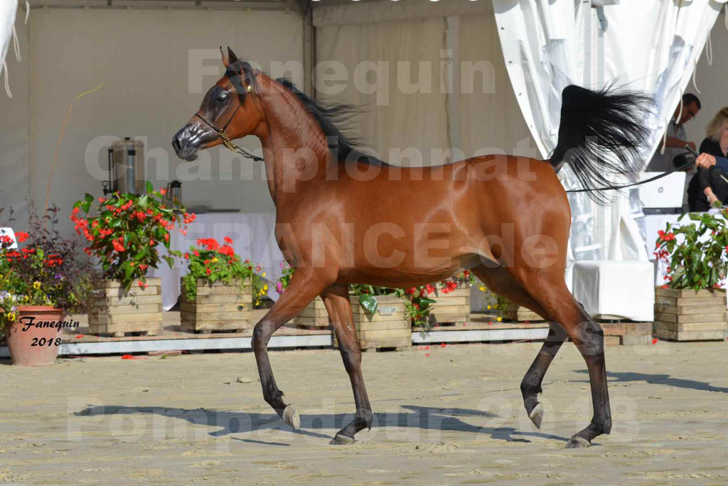 Championnat de FRANCE de chevaux Arabes à Pompadour en 2018 - BO AS ALEXANDRA - Notre Sélection - 28