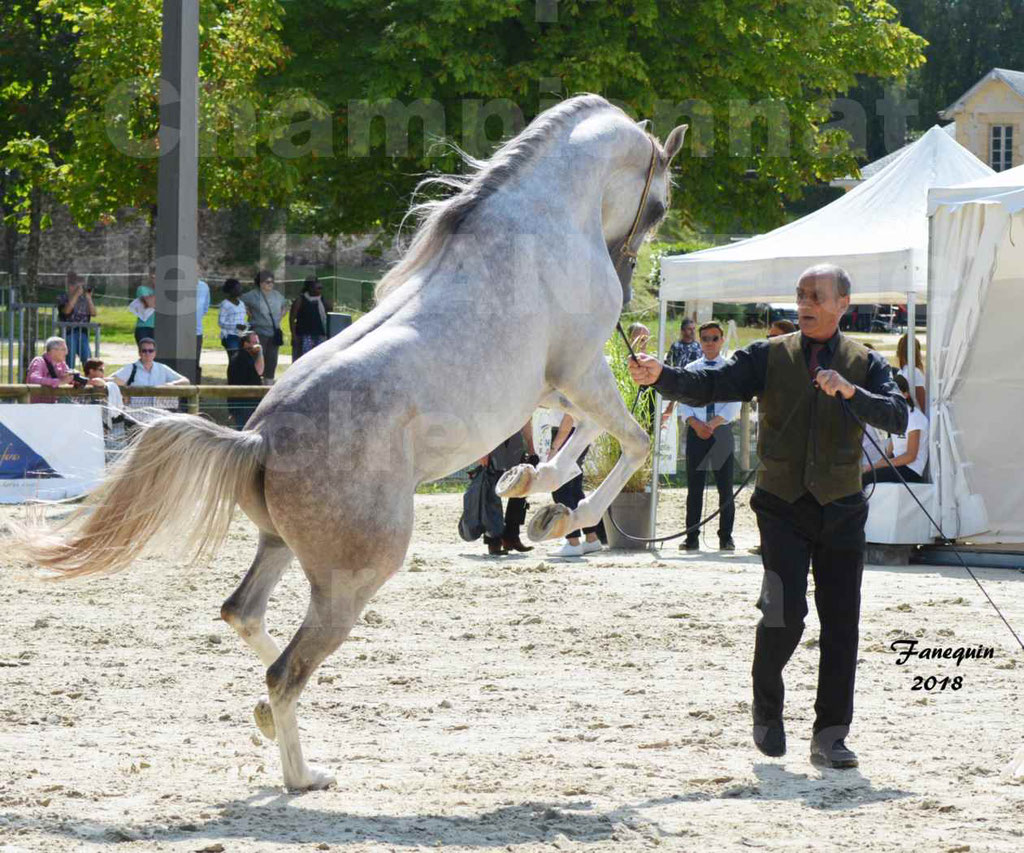 Championnat de FRANCE de chevaux Arabes à Pompadour en 2018 - SH CHAGALL - Notre Sélection - 01