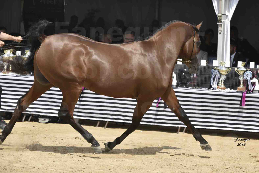 Championnat du pur-sang arabe de la Méditerranée et des pays arabes - MENTON 2016 - GHAZWAN AL JASSIMYA - Notre Sélection - 23