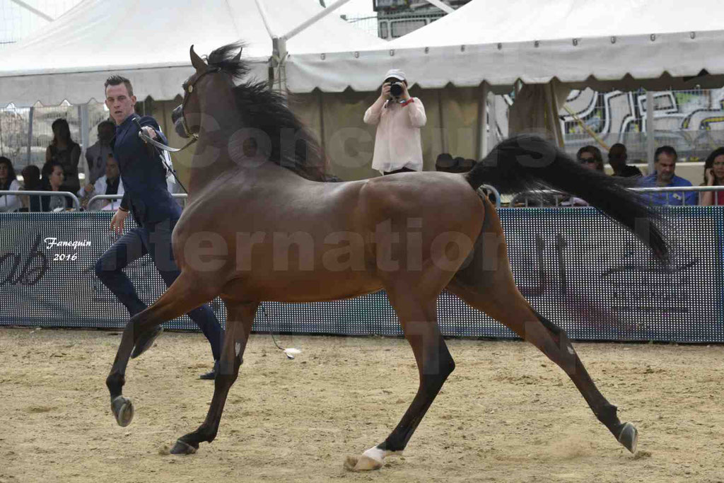 Championnat du pur-sang arabe de la Méditerranée et des pays arabes - MENTON 2016 - LUIGI - Notre Sélection - 11