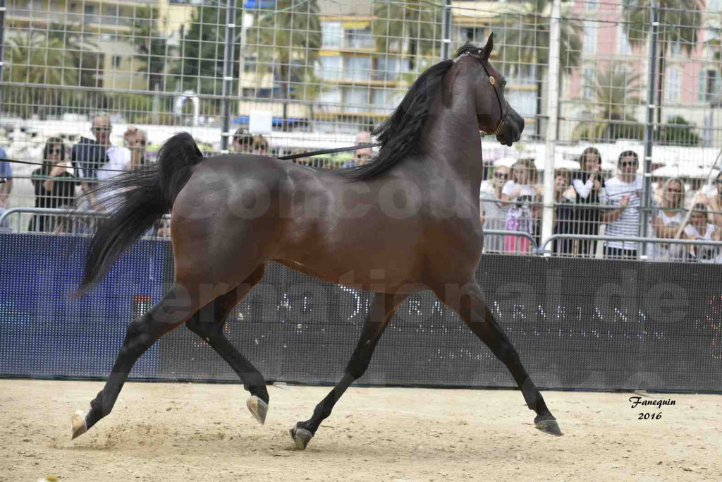 Championnat du pur-sang arabe de la Méditerranée et des pays arabes - MENTON 2016 - EKS ALIHANDRO - Notre Sélection - 24