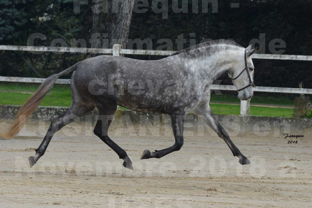 Confirmation de chevaux LUSITANIENS aux Haras d'UZES Novembre 2018 - JAVA DO REAL - 29