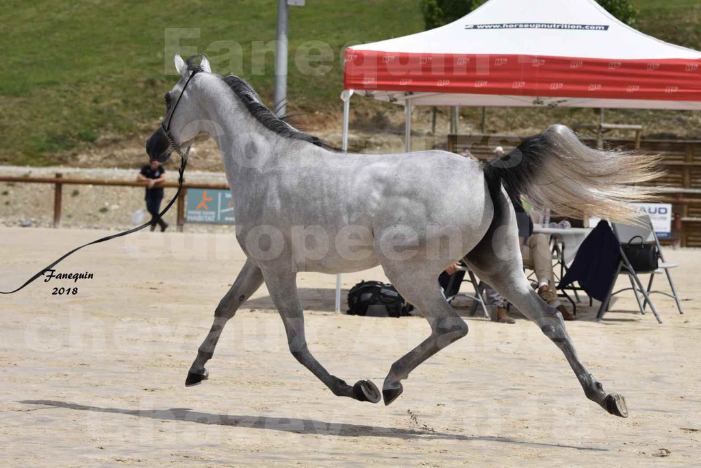 Concours Européen de chevaux Arabes à Chazey sur Ain 2018 - FATIN ALBIDAYER - Notre Sélection - 12