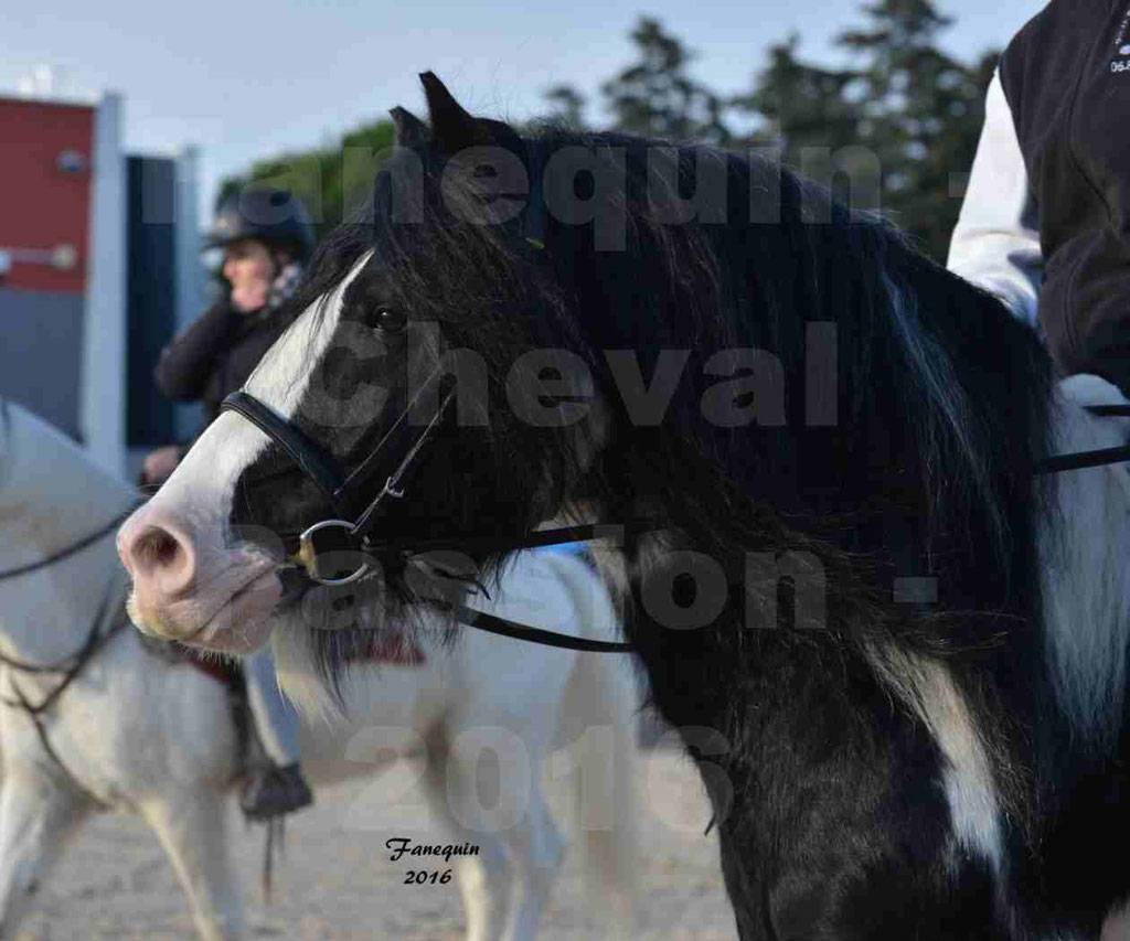 Cheval Passion 2016 - IRISH COB - monté par une cavalière - Portraits - 03