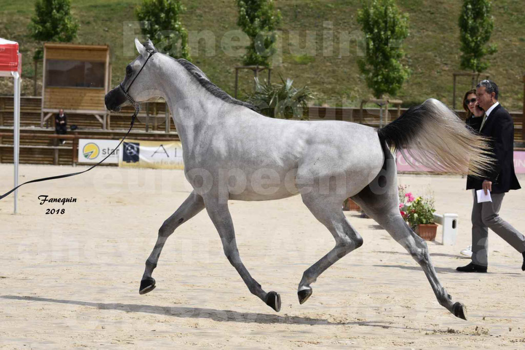 Concours Européen de chevaux Arabes à Chazey sur Ain 2018 - FATIN ALBIDAYER - Notre Sélection - 10