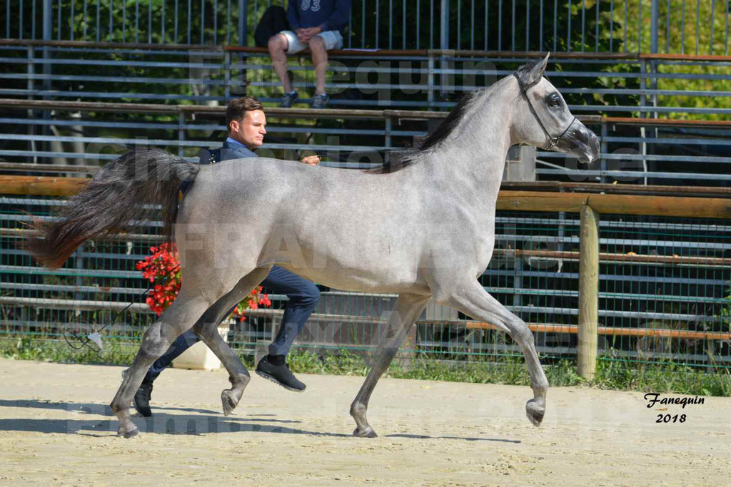 Championnat de FRANCE de chevaux Arabes à Pompadour en 2018 - SANIA DU CAYRON - Notre Sélection - 35