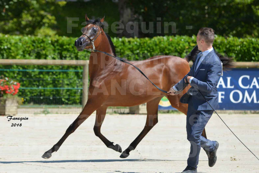 Championnat de FRANCE de chevaux Arabes à Pompadour en 2018 - BO AS ALEXANDRA - Notre Sélection - 12